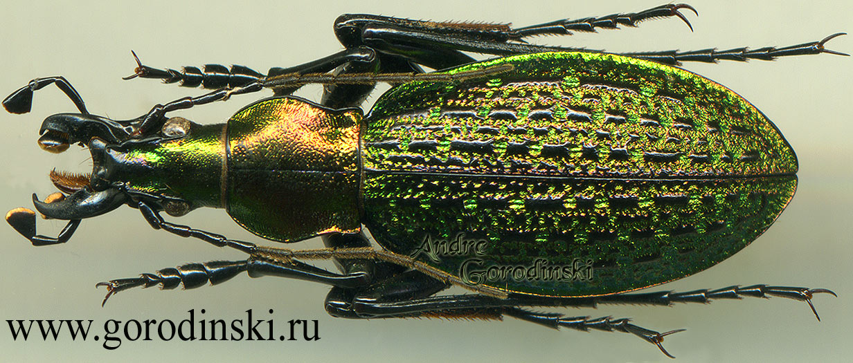 http://www.gorodinski.ru/carabus/Acoptolabrus munakatai nishijimai.jpg